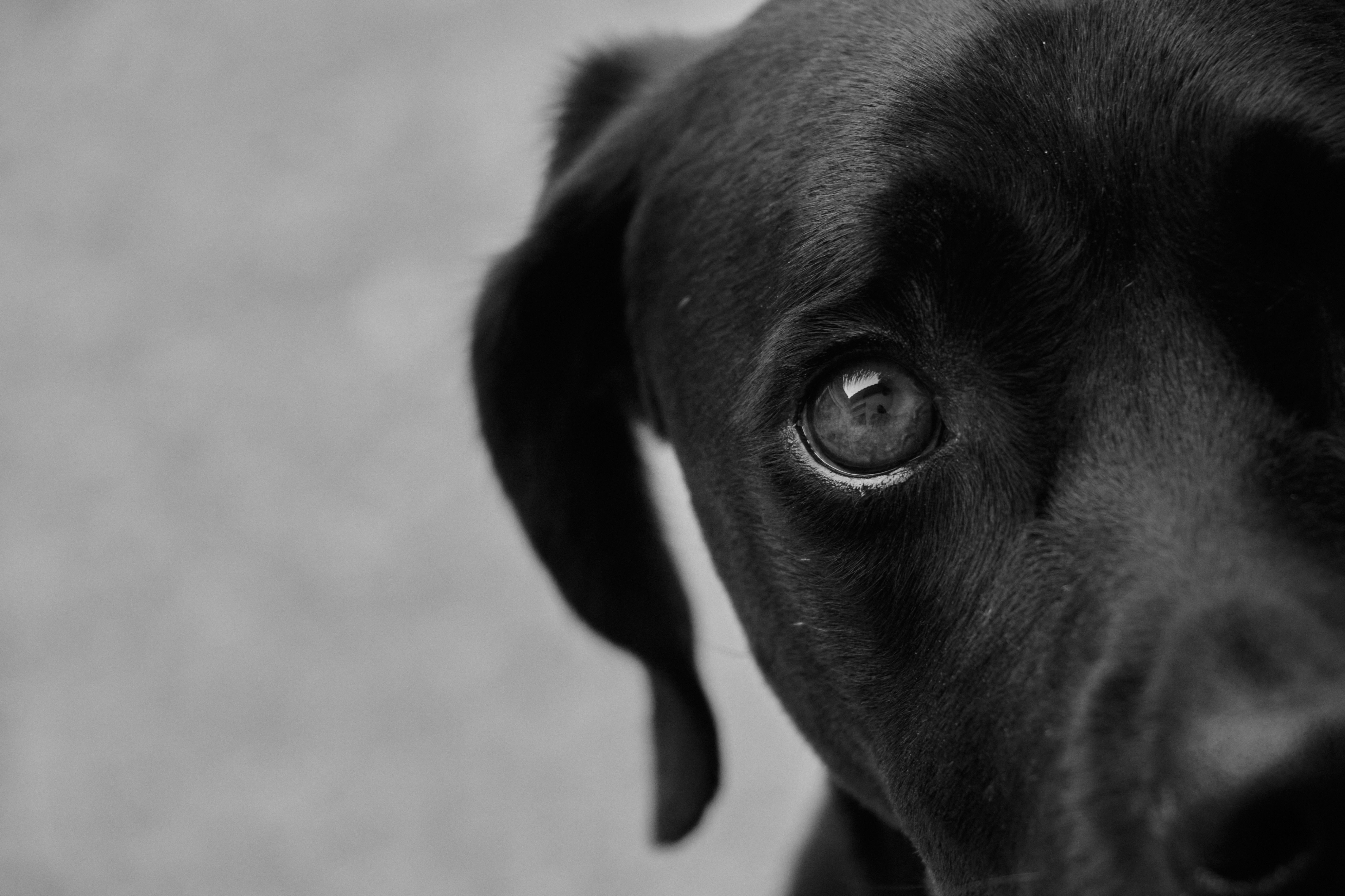 Imagen de ARCO comunicación animal