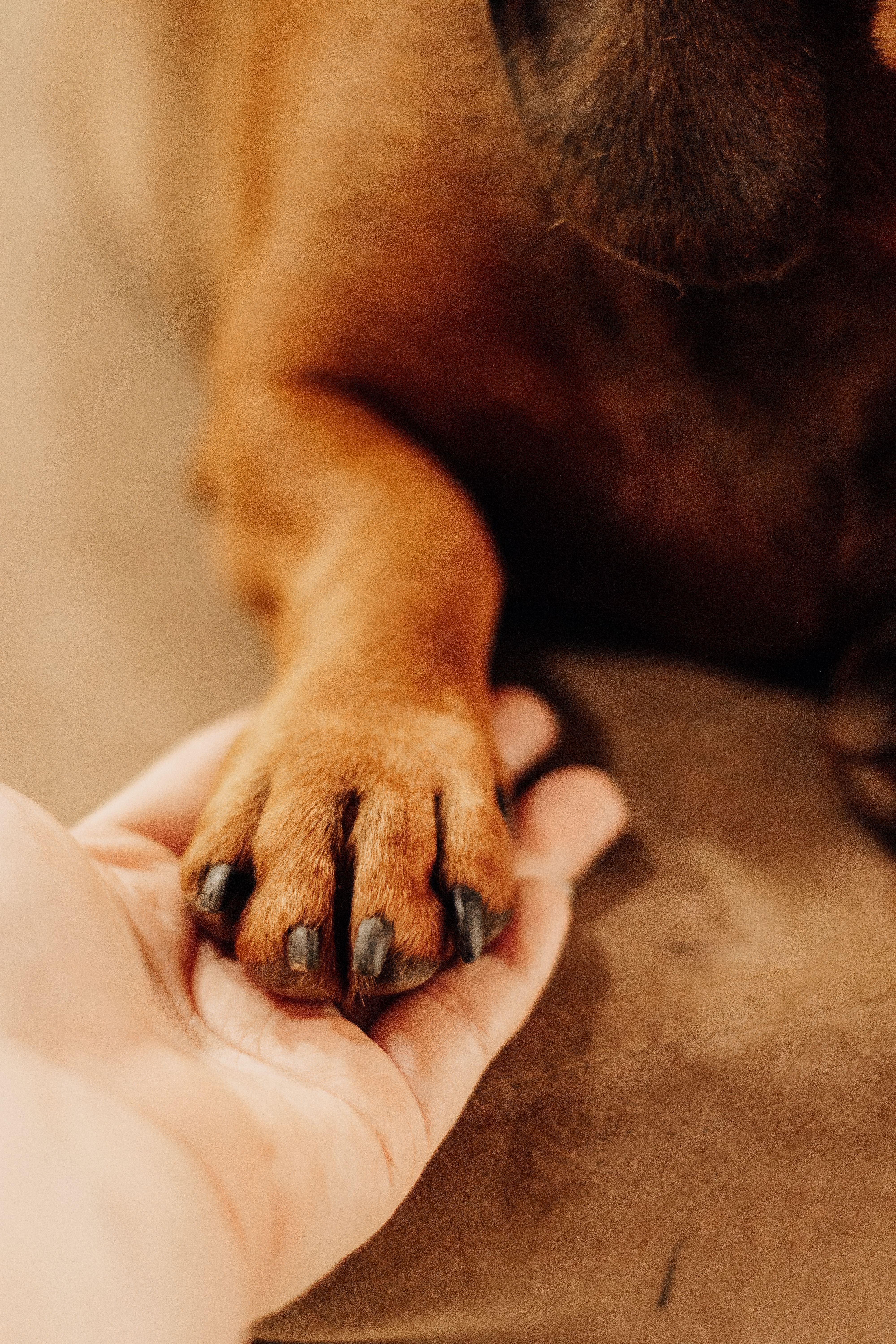 Terapia Reiki para animales